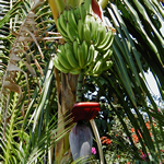 Banana Tree